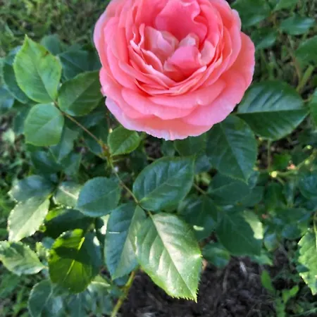 Susannes * Frebbenby